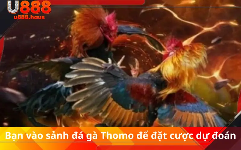 Bạn vào sảnh đá gà Thomo để đặt cược dự đoán