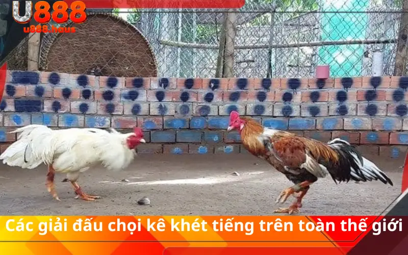 Các giải đấu chọi kê khét tiếng trên toàn thế giới