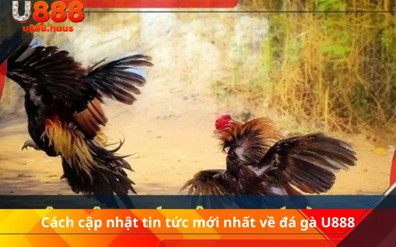 Cách cập nhật tin tức mới nhất về đá gà U888