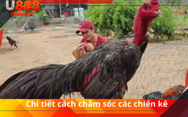 Chi tiết cách chăm sóc các chiến kê