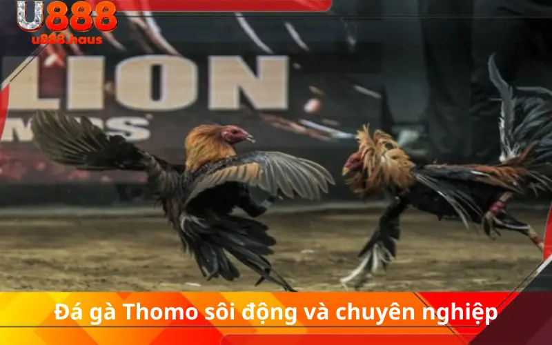 Đá gà Thomo sôi động và chuyên nghiệp