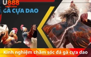 Kinh nghiệm chăm sóc đá gà cựa dao