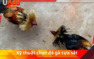 Kỹ thuật chọn đá gà cựa sắt