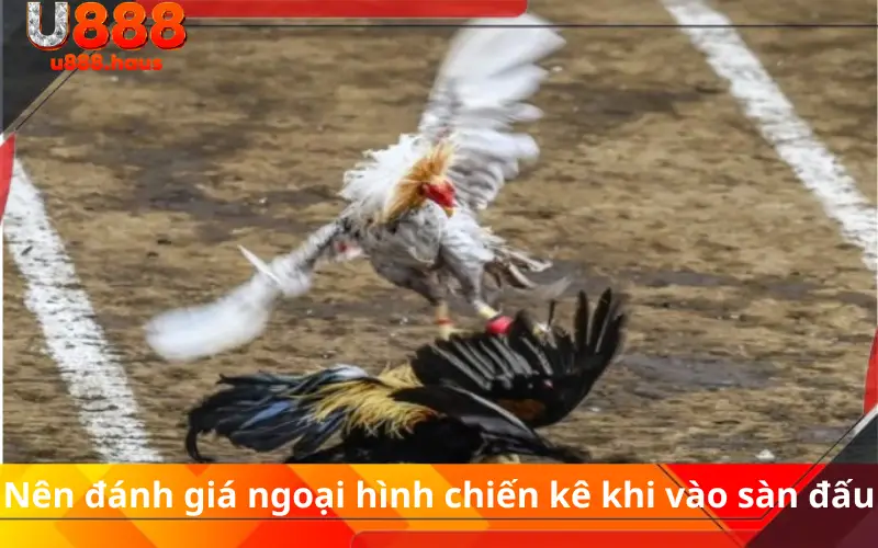 Nên đánh giá ngoại hình chiến kê khi vào sàn đấu