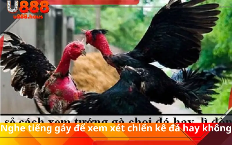 Nghe tiếng gáy để xem xét chiến kê đá hay không