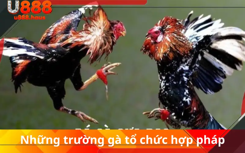 Những trường gà tổ chức hợp pháp