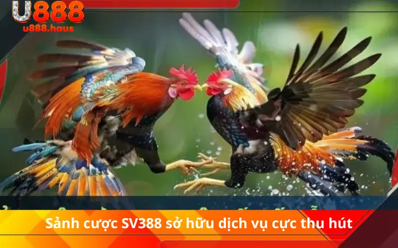 Sảnh cược SV388 sở hữu dịch vụ cực thu hút