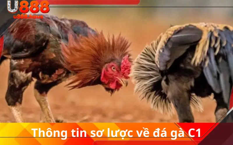 Thông tin sơ lược về đá gà C1