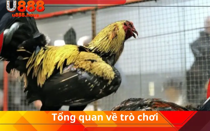 Tổng quan về trò chơi