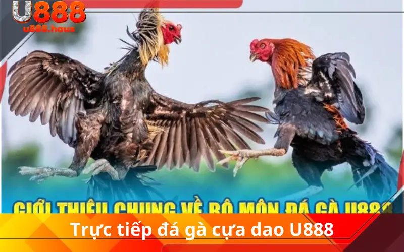 Trực tiếp đá gà cựa dao U888