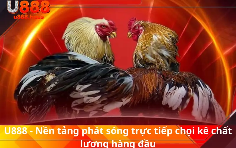 U888 - Nền tảng phát sóng trực tiếp chọi kê chất lượng hàng đầu