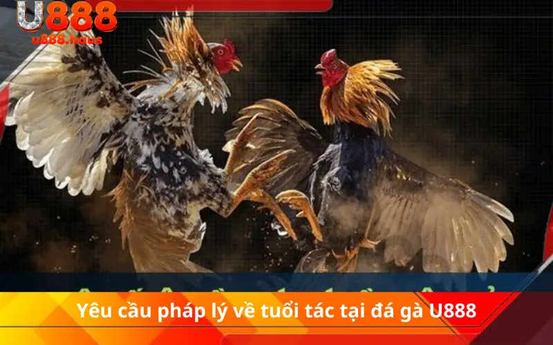 Yêu cầu pháp lý về tuổi tác tại đá gà U888